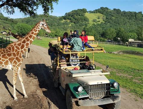 4 amazing things to do at Safari West in Santa Rosa